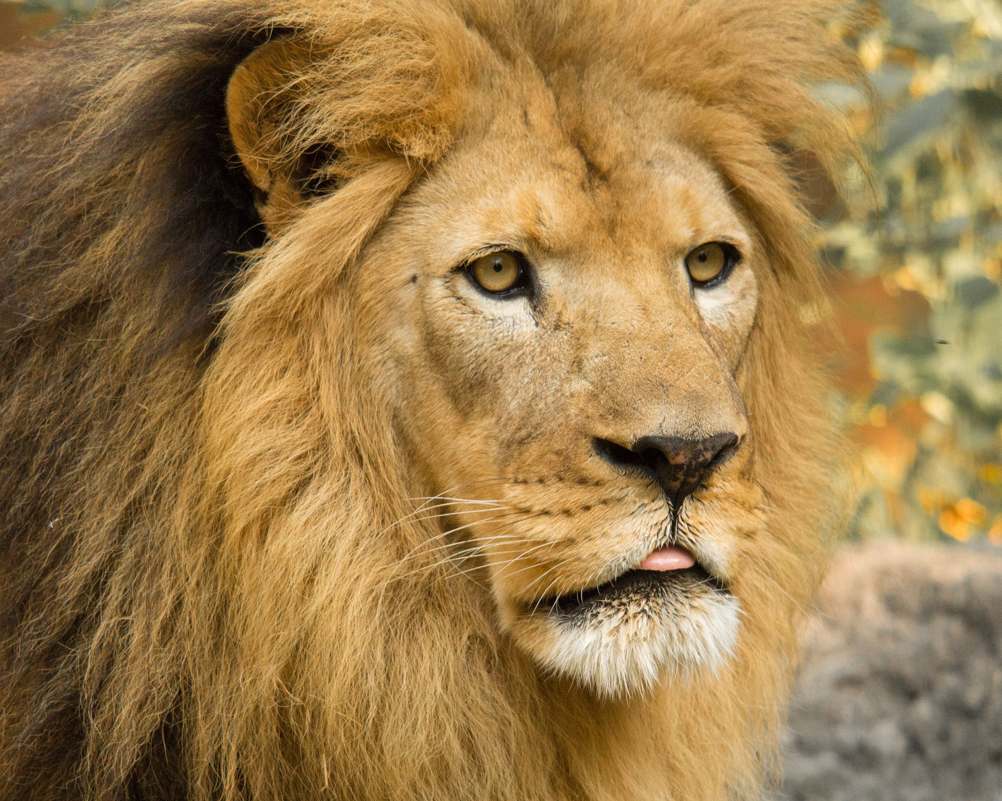 lion