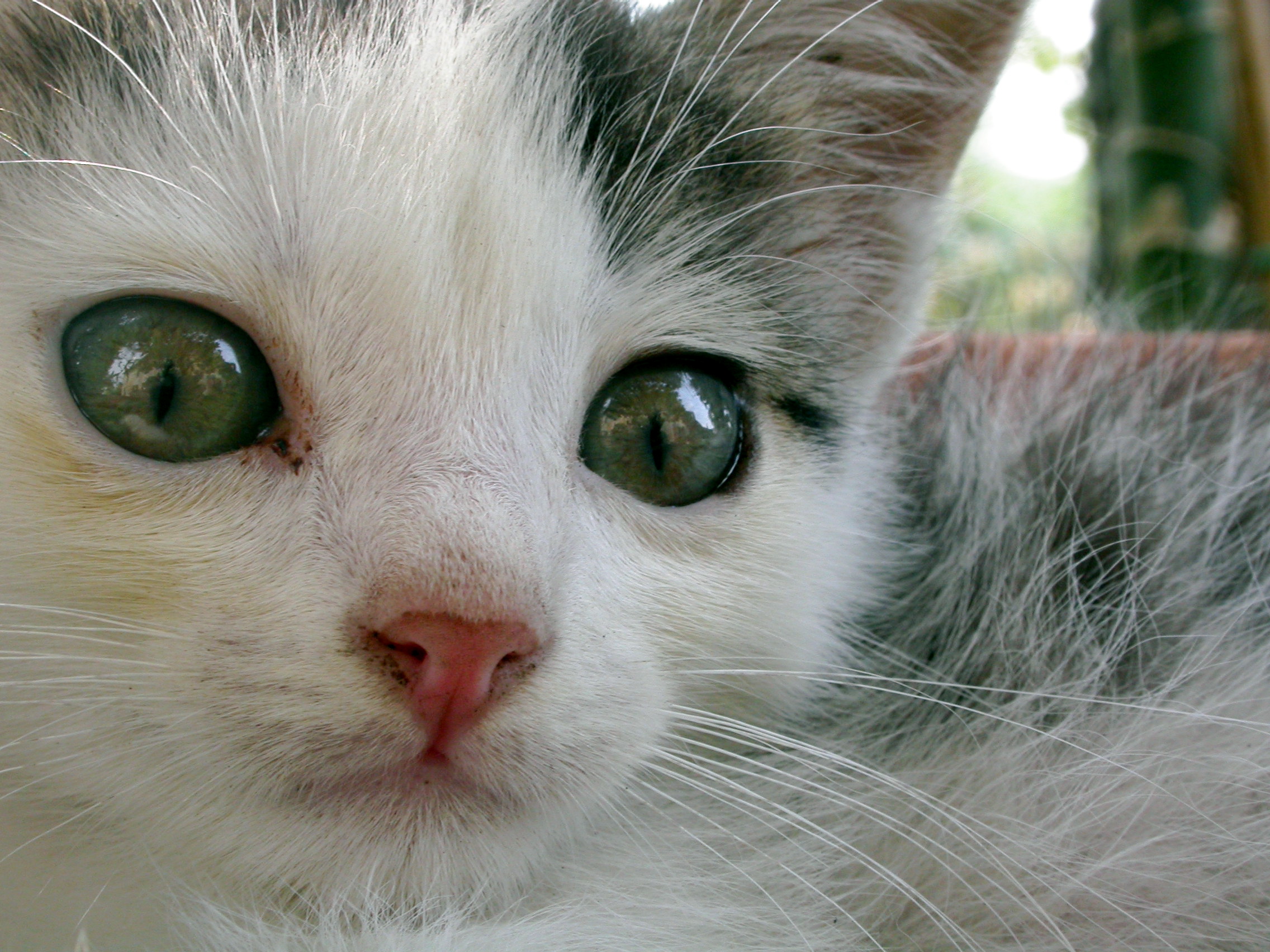 kitten