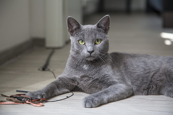 korat
