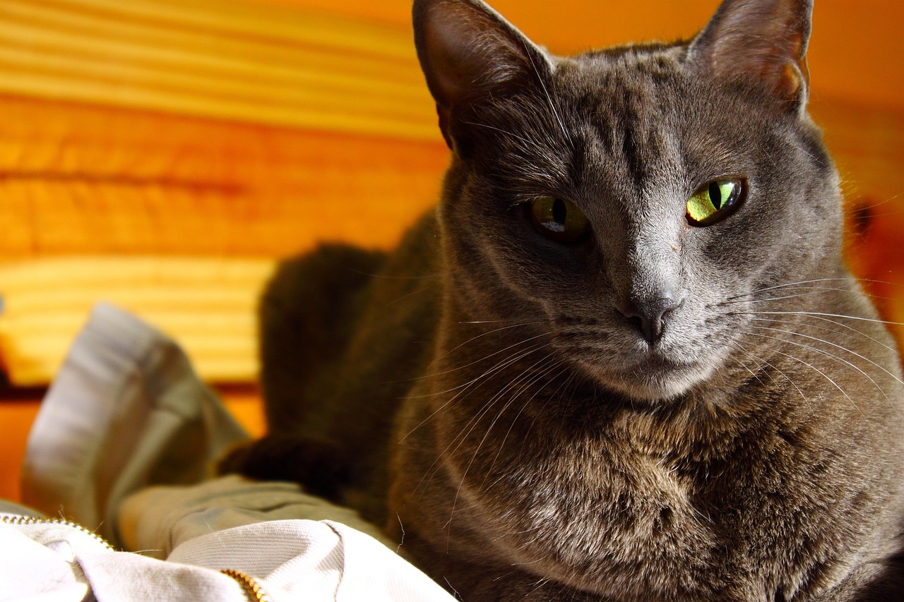 korat