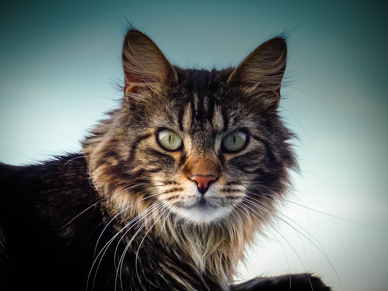 mainecoon