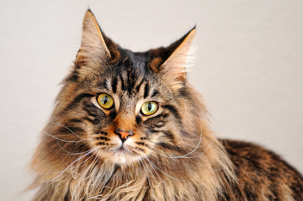 mainecoon