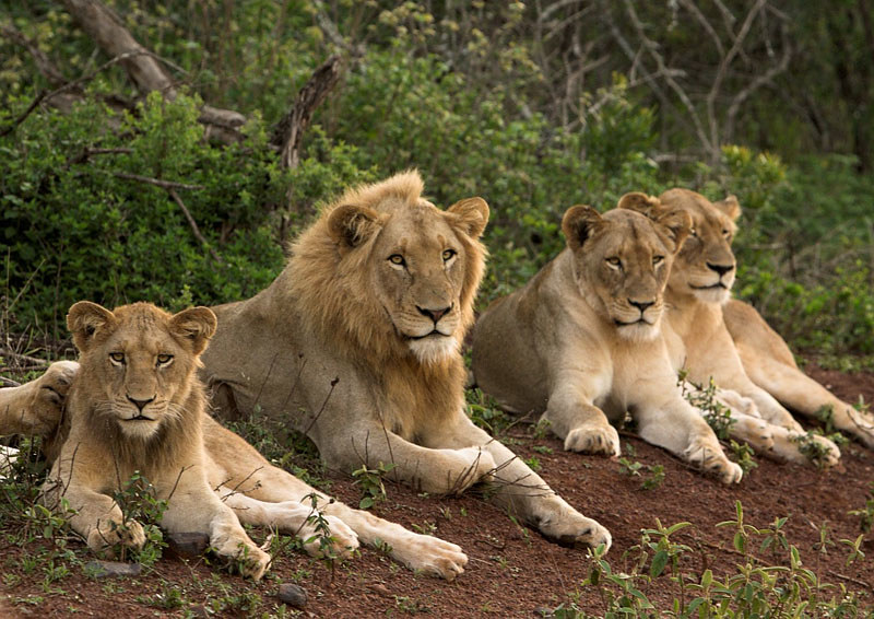 pride