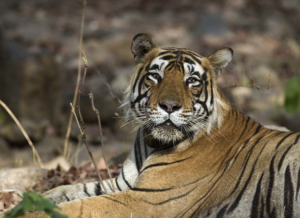 tiger
